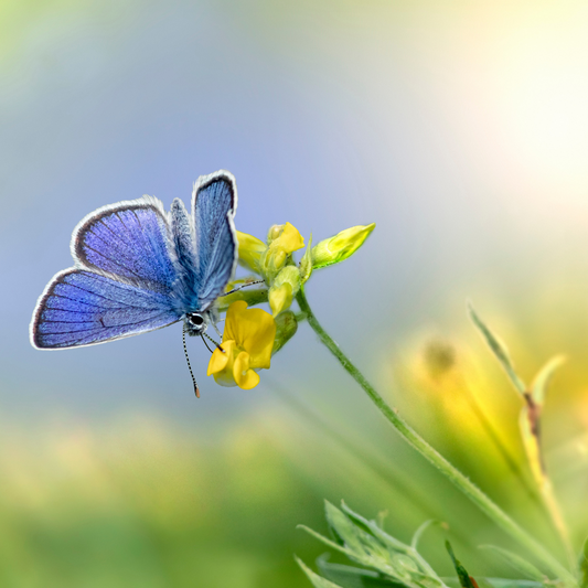 Butterfly Garden Near Me