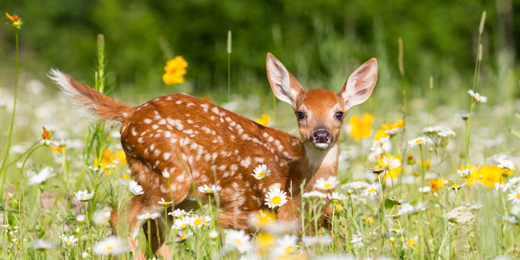 7 Deer Proof Plants for Your Blooming Garden