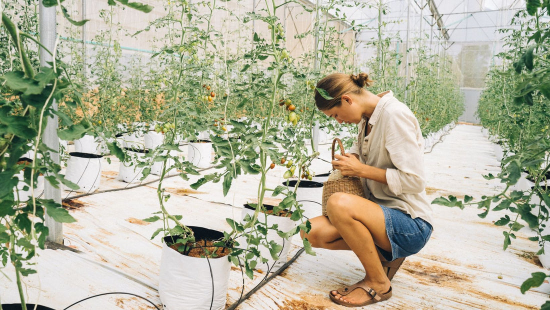 How Far to Plant Tomato Plants Apart