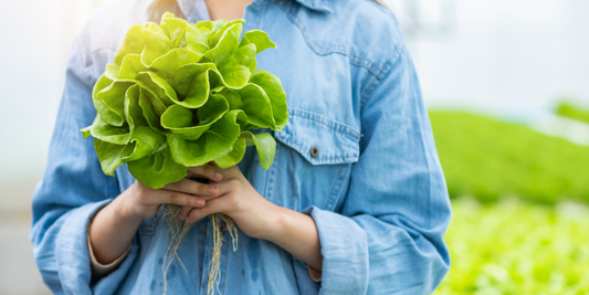 Lettuce Try Semi Hydroponic Pots