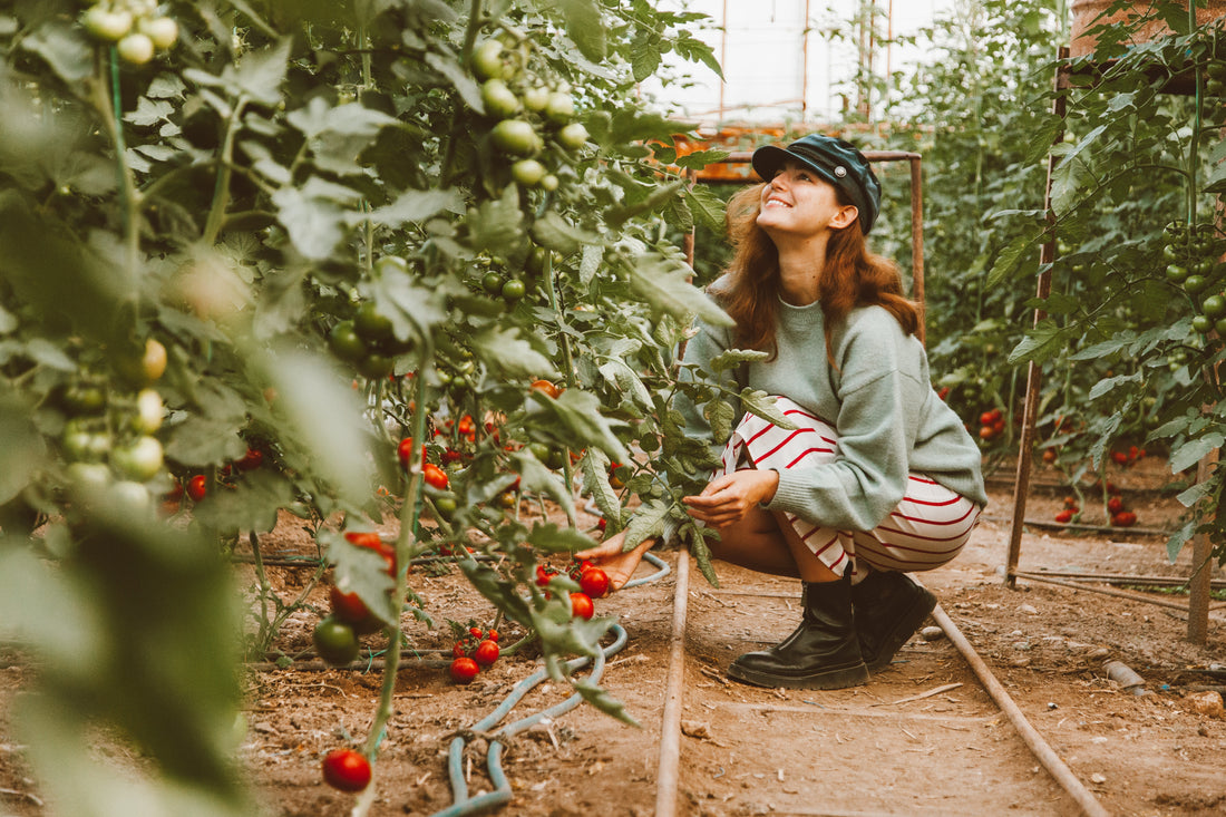 How to Plant Tomatos