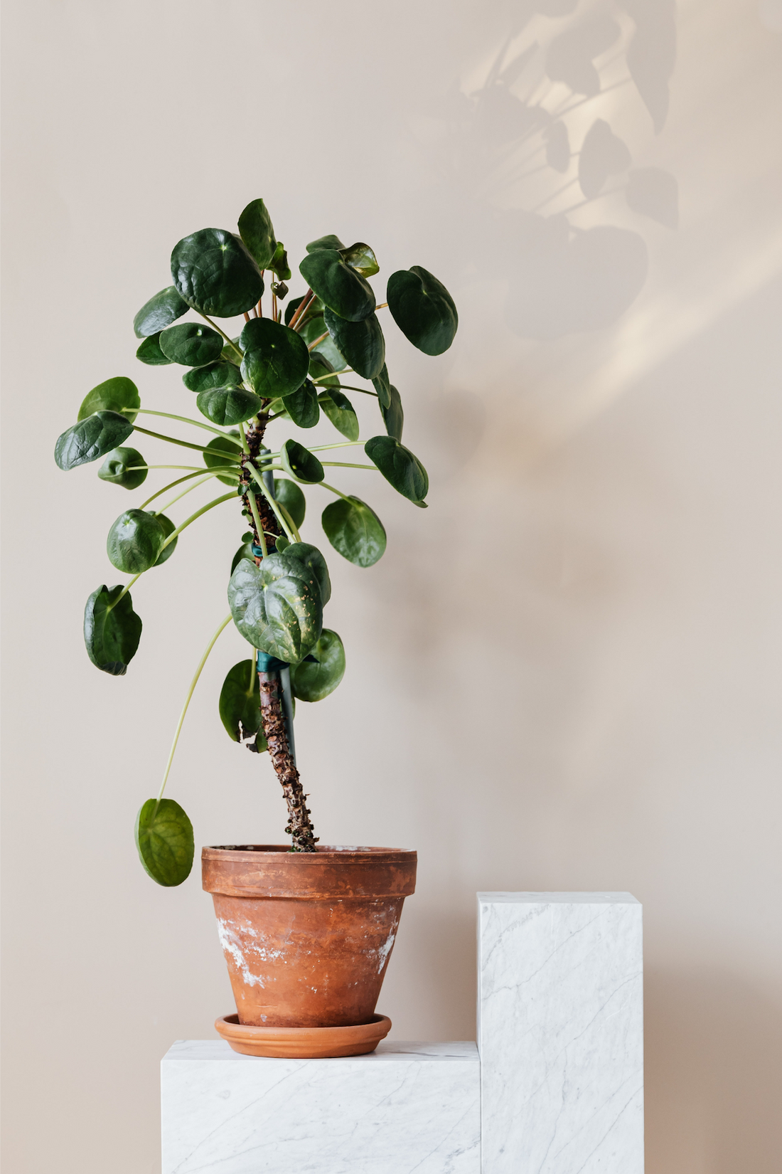 Pick a Pilea Variety for 2023