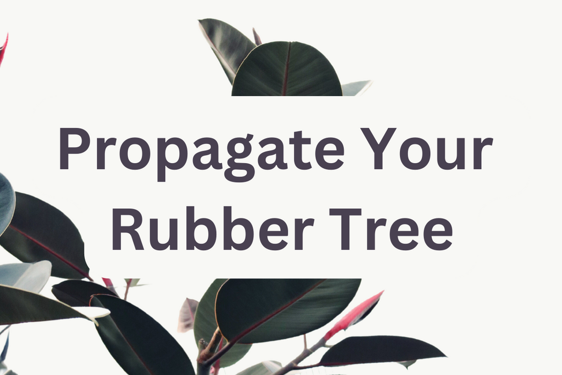 Propagation of Rubber Tree