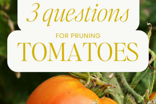 How to Prune Tomatoes Plant