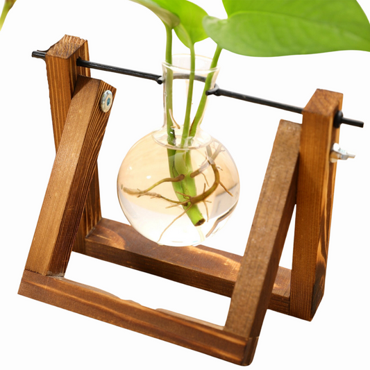 Single bubble propagation jar from Earth to Daisy pictured with a pothos cutting