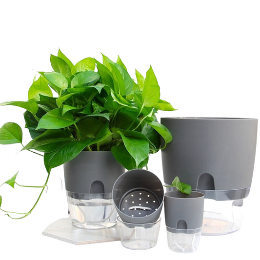These semi hydroponic pots hold water below that the plants can access from above