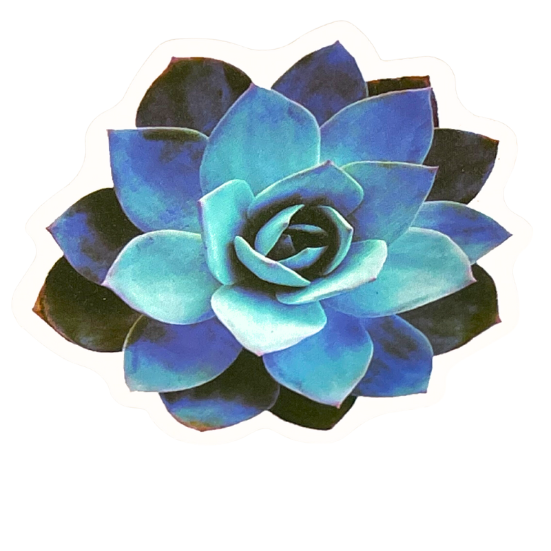 Succulent Sticker - Blue