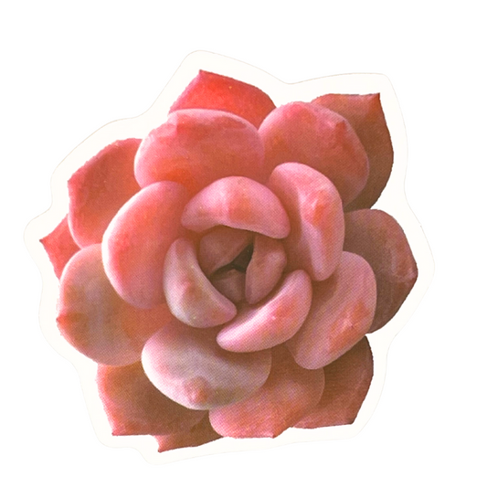 Succulent Sticker | Red